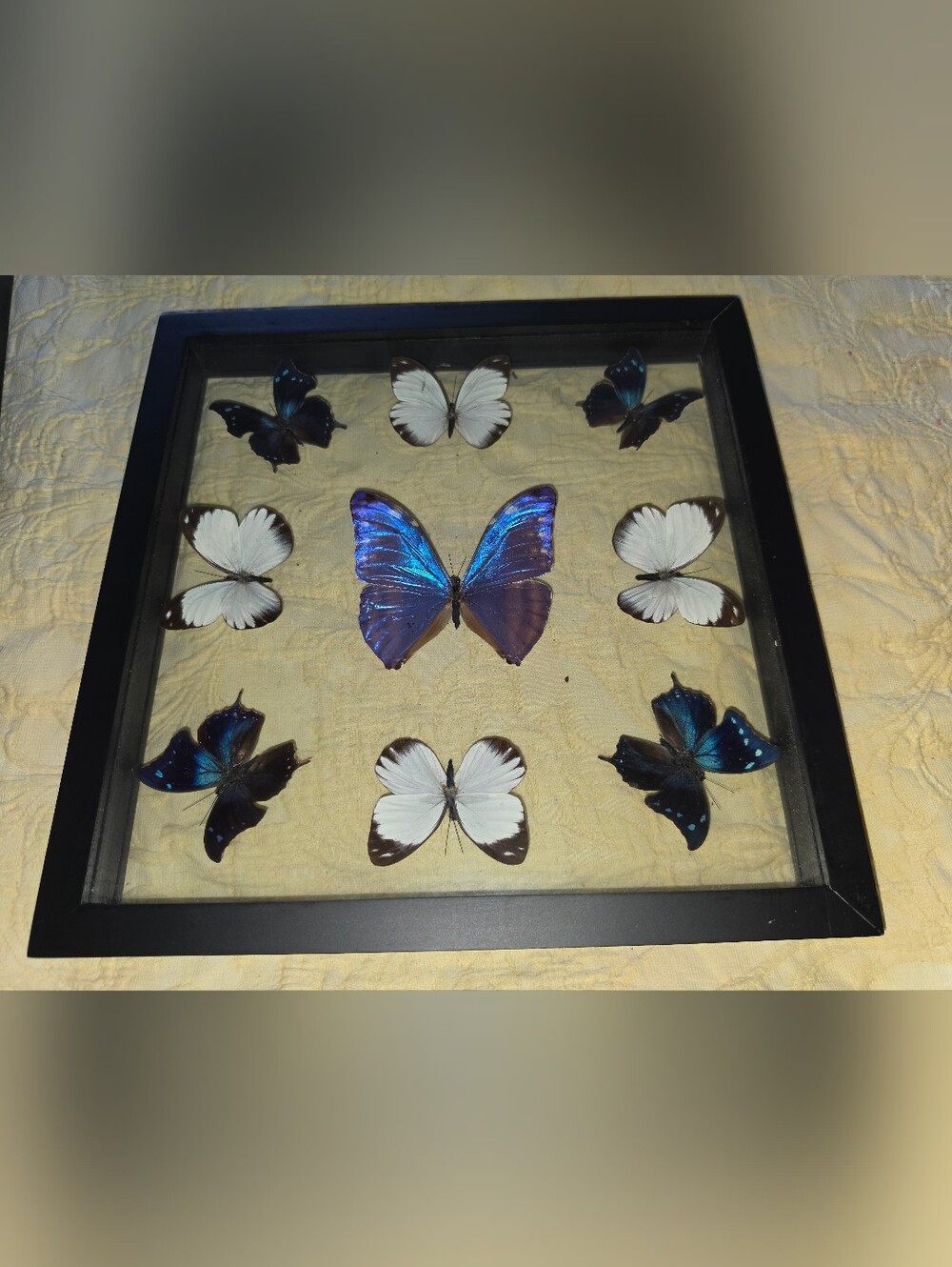 Framed Butterfly Collection - Picture 2 of 4